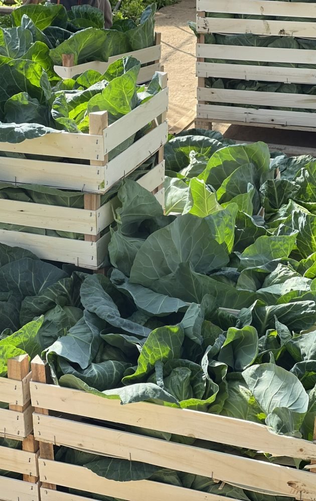 0-02-05-35e5414b0227fc57a84803b86384fc2d55f3bbb7a512fa8455f7e00f54f42961_1c6dc6e489fca2