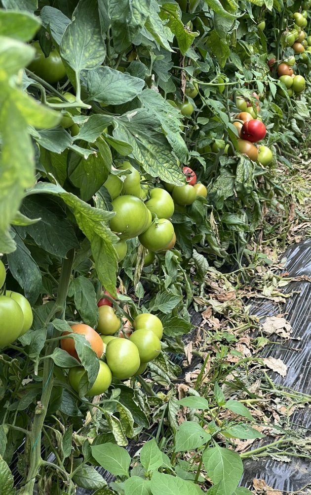 0-02-05-3b2941e0339086c02ec04274bf668816010bc716f39722ee17e9affa2ad44209_1c6dc6e49684a0