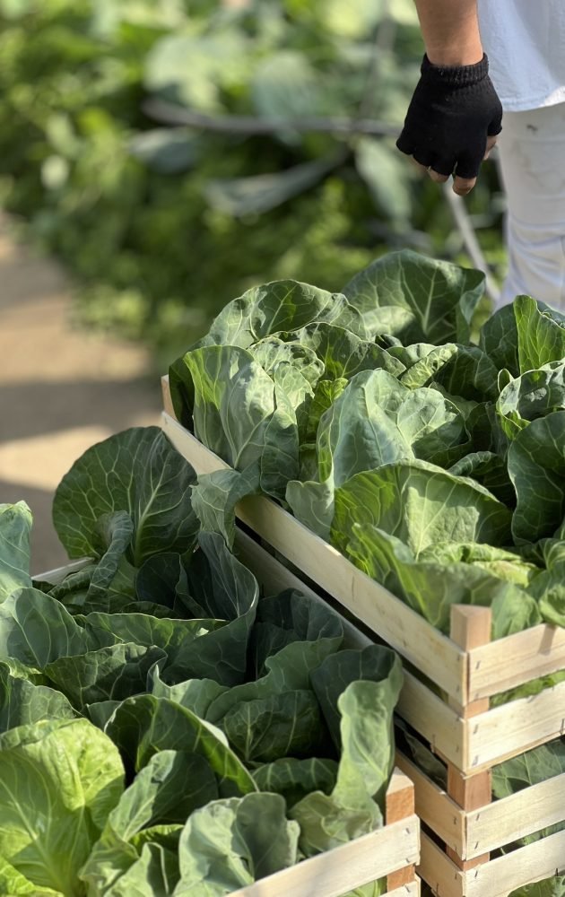 0-02-05-5de6a5247fc6d158e61e9b2de4ccb2c3e4c8af14bf39063d796dcd64f51a4ce2_1c6dc6e489cf14 (1)